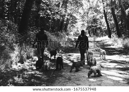 Dog walk service. Young man and woman (back view) walking out the dogs in Vincennes forest of Paris, France in sunny day. Seniors often use the service of professional dog walkers. Black white photo.