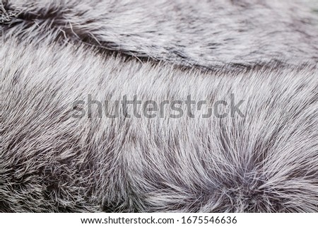 Natural fur of silver fox. Texture. Selective focus