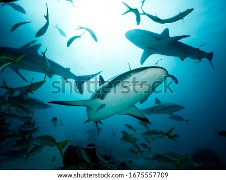 Diving full of sharks at the Bahamas