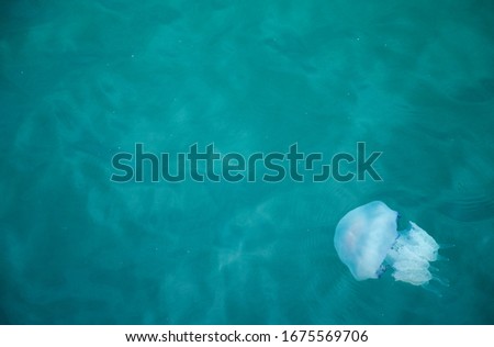 Jellyfish floating in the clear sea in summer.