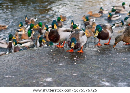 feeding wild ducks in the spring season. City ducks on the lake shore.