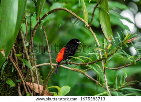 Cherrie's tanager Ramphocelus passerinii costaricensis scarlet rumped tanager red black costa rica central america wild bird in nature sitting on branch  Royalty-Free Stock Photo #1675583713