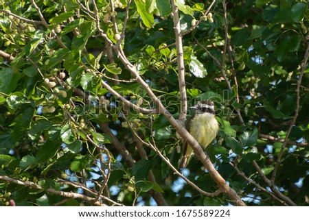 Great kiskadee perched on tree in the morning