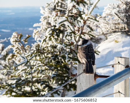 Closeup of a beautiful Canada Jay perched on a wire next to a metallic handrail with a winter background at Mont Mégantic national park, Quebec