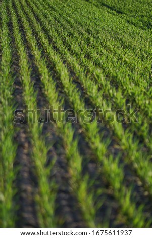 Sown farm field with wheat and cereal. Rising sprouts of barley and oats. A boundless garden with bread for food. Industrial stock theme