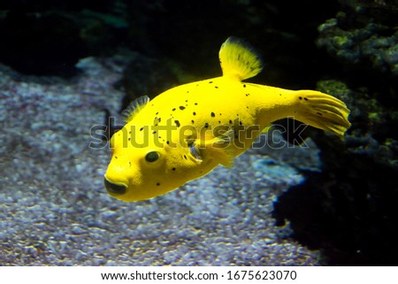 The blackspotted puffer (Arothron nigropunctatus). The dog-faced puffer fish, is a tropical marine fish belonging to the family Tetraodontidae.
 Royalty-Free Stock Photo #1675623070