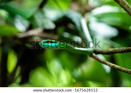 Leptophis ahaetulla parrot snake lora hiding and hanging on tree Rainforest  Costa rica central america jungle camouflage National Park Royalty-Free Stock Photo #1675628152