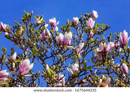Pink Magnolias Blooming on a Tree With Blue Sky Background in Monterey, California, USA