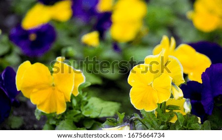 Beautiful yellow and purple pansy flowers close-up, selective focus. Nature scene with blooming Viola flowers growing outdoors in garden on flower bed. Colorful Panoramic summer floral Wallpaper