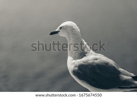 Common Sea Gull - Larus Canus; Nature Background; Black and white style