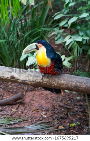 beautiful colorful toucan in nature