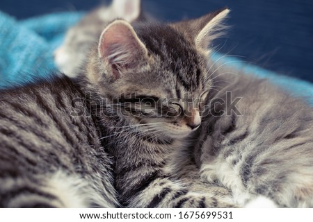 Two cute kittens, gray and tabby, are sleeping on a blue blanket