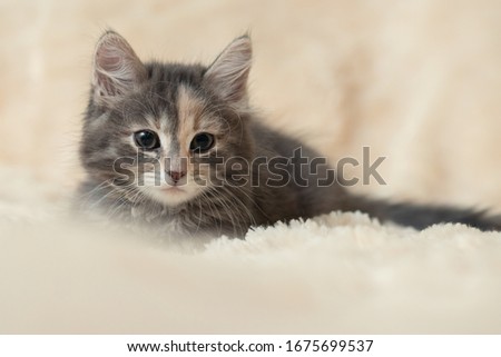 Cute gray kitten lies on a fluffy cream fur blanket