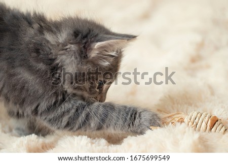 Gray kitten plays on a fur blanket with a toy, copy space