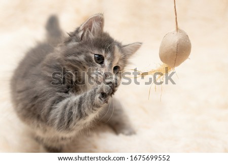 Gray kitten plays on a fur blanket with a toy on a rope, copy space