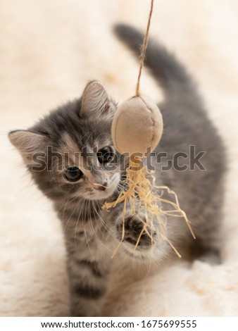 Gray kitten plays on a fur blanket with a toy on a rope, vertical image