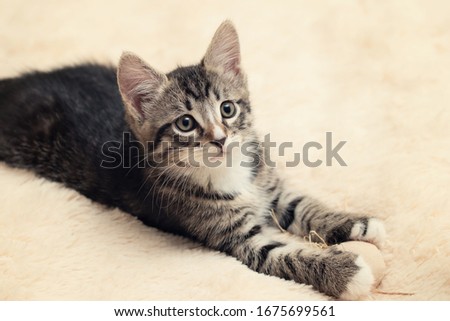 Cute gray tabby kitten lies on a fluffy cream fur blanket, copy space