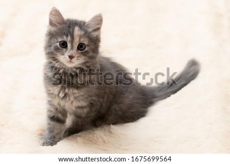 Cute gray kitten sitting on a fluffy cream fur blanket
