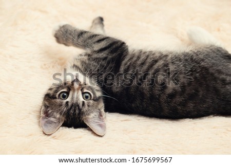 Cute gray tabby kitten lies on a fluffy cream fur blanket
