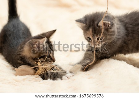 Two cute kittens playing a toy on a rope on a cream fluffy fur blanket
