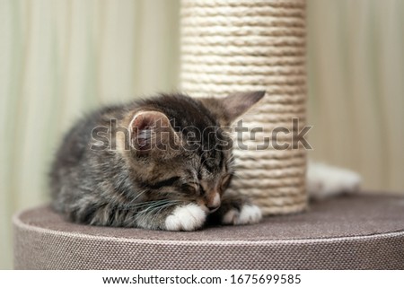 Cute gray tabby kitten sleeping near the scratching post
