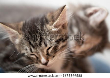 Sleepy tabby kitten close-up, another kitten with caresses