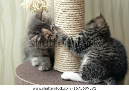 Two kittens, gray and tabby, are playing near the scratching post