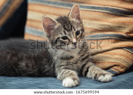 Adorable little tabby kitten lies on a sofa and looks away