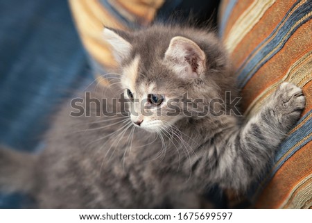Cute gray kitten scratches a sofa cushion and looks back at the owner, who scolds him