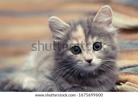 Adorable little gray female kitten lies on a sofa and looks at the camera