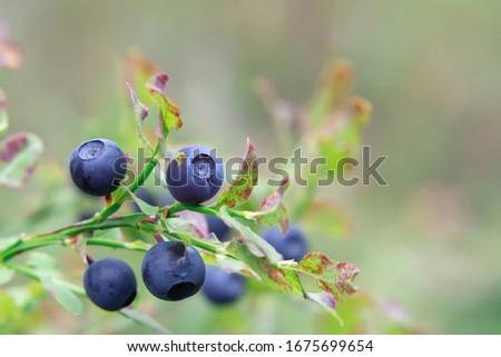 Ripe blueberries on a bush in the forest on a summer day
