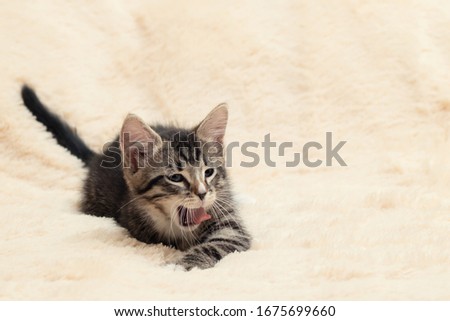 Cute gray tabby kitten lies and yawns on a fluffy creamy fur blanket, copy space