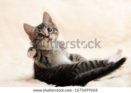 Cute gray tabby kitten plays on a fluffy cream fur blanket, copy space