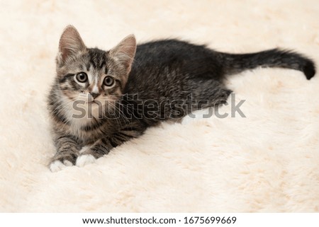 Cute gray tabby kitten lies on a fluffy cream fur blanket, copy space