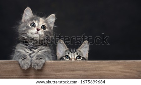 Two cute gray striped kittens rest their paws on a wooden board. Blank for advertisement or announcement with copy space