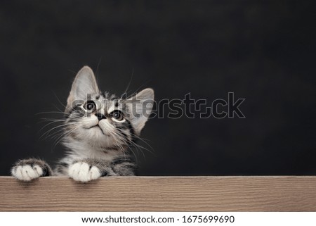 Handsome gray tabby male kitten leans legs on a wooden board. Blank for advertisement or announcement with copy space