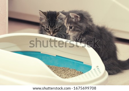 Two cute kittens are sitting near their litter box. Training kittens to the toilet Royalty-Free Stock Photo #1675699708