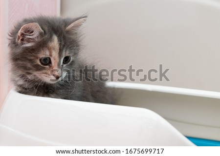 Cute gray kitten is sitting in its litter box. Training a kitten to the toilet