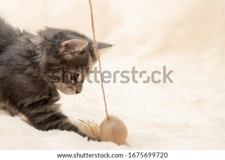 Gray kitten plays on a fur blanket with a toy on a rope, copy space