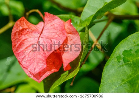 Blooming red Bougainvillea tree. Bali, Indonesia. Close up.
