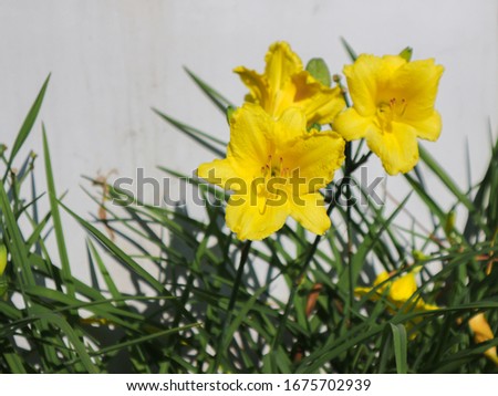 Yellow lilies bloom in the garden