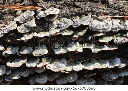 the mushroom in the forest Royalty-Free Stock Photo #1675703563