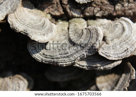the mushroom in the forest Royalty-Free Stock Photo #1675703566