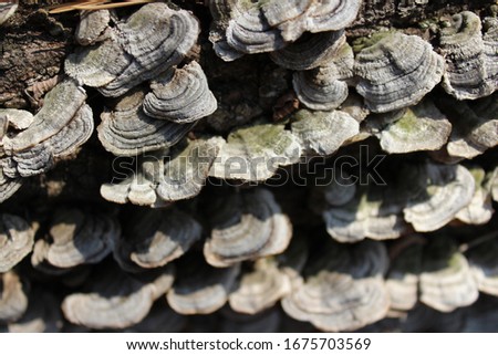 the mushroom in the forest Royalty-Free Stock Photo #1675703569