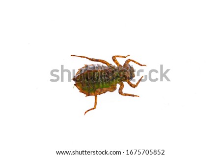 
Dragonfly larvae, and on a white background