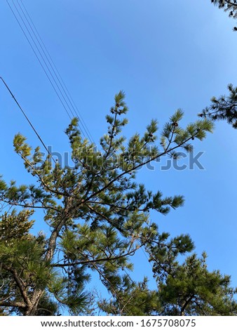 sky and pine trees at Kohado Island in Mokpo.