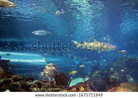 Sharks in aquarium in Canada, Ontario