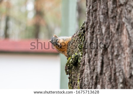Tree Squirrel Looking at Camera with Acorn