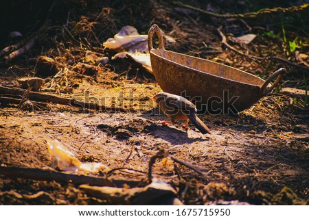 A beautiful photography picture spotted seven sister's bird walking through the garden,the searching for food cute Jungle Babbler bird or Turdoides striata images brown background stock photo.