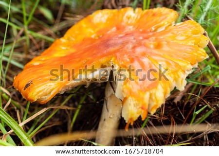 Closed to an Orange and red mushroom with little white  spots and drie brown pine trees needles at background. This mushroom is knowed as Amanita parcivolvata and its poisonus